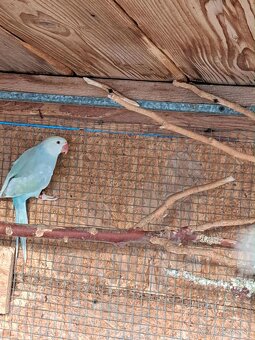 Alexander malý - 14