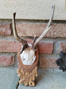 Trofeje srncov na podlozkach - 14