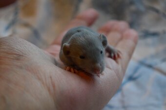 Potkaníky s rodokmeňom - rezervácie - 14