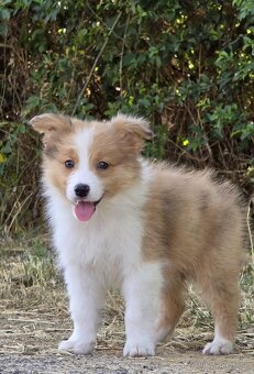 Austrálsky ovčiak × Border collie, borderka, border kólia - 14