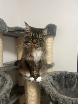 Mainska myvalia mačka main coon - 14