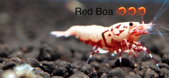 TOP PREMIUM Krevety, Akva machy, PREMIUM RED BOA - TRENCIN - 14