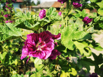 Domáce sypané bylinkové čaje - 14