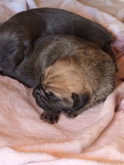 Cane corso šteniatka - 14