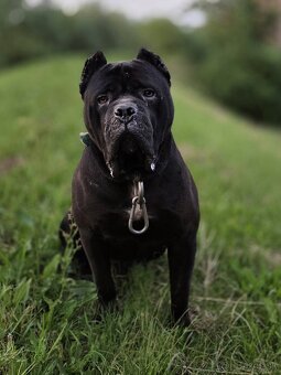 Cane corso šteniatka - 14
