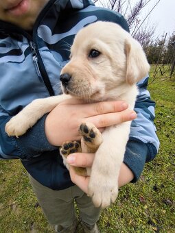 Labradorsky retriver - 14