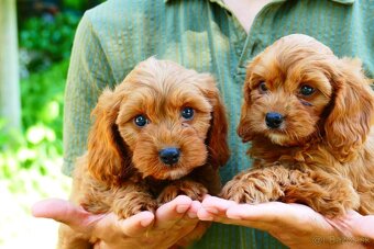Cavapoo - 14