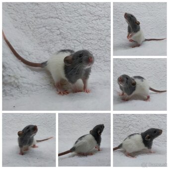 Potkan Potkany Potkaniky - 14