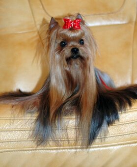 YORKSHIRE TERRIER s PP rodokmenom - yorkshirsky terier - 14