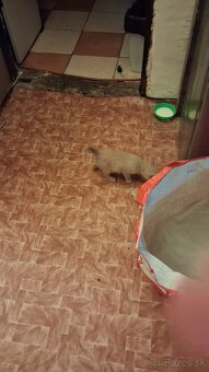 Darujem mačky a kocurikov - 14