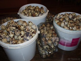 Japonské prepelice - 14