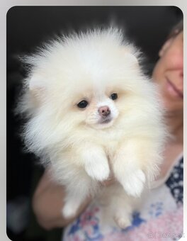 Pomeranian - 14