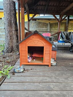 Pomeranian Mini - 14