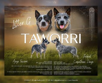 Australský dobytkársky pes s PP, rezervace, volní kluci - 14