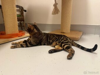 Bengalska macka - 14