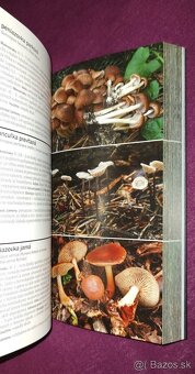 1000 slovenských a českých húb - 14