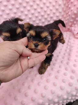 Yorkshire terrier - 14