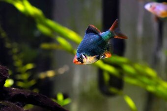 Akvarijné ryby - 14