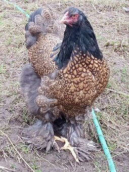 Brahmanky jarabičie NV - 14