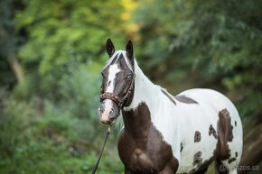 luxusní PAINT HORSE PLEMENÍK, DOUBLE HOMOZYGOT, import - 14