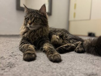 Maine coon mačiatka k odberu - 14