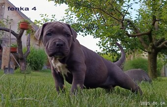 Americký stafordsirsky terier, american bully XL - 14