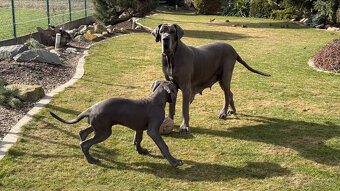 Německá doga modrá s PP Euphorie Blue HH - 14