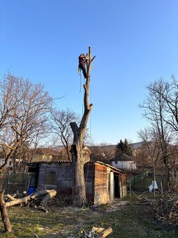 Odstraňovanie tují, úprava záhrad a živých plotov, kosenie - 14