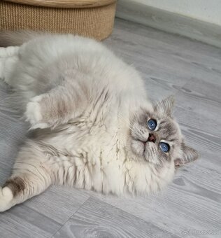 Ragdoll kocourek do chovu - 14