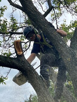 Pílenie stromov, arboristika, výrub stromov, orez stromov - 14