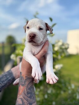 American bully XL/XXL s PP/stafford/pitbull/cane corso - 14