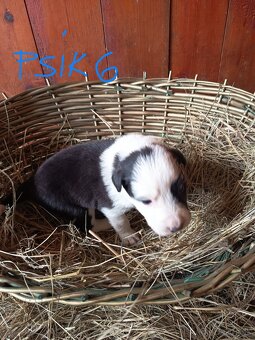 Border kólia šteniatka - 14