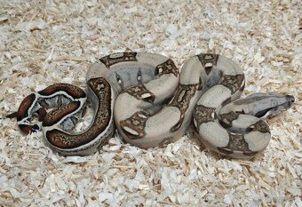 Boa imperator - Normal a Hypo 66% het Sterling VPI - 14