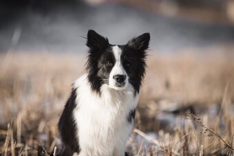 Border Kólia s PP - plánovaný vrh - šteniatka - 14