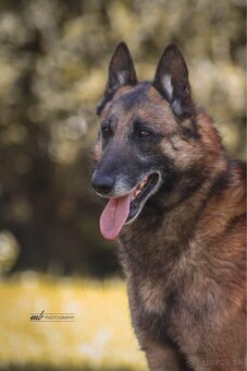 Belgický ovčiak Malinois ,,G” vrh - 14