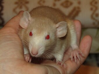 Dumbo, rex - mláďata potkánků s výpisem předků - 14