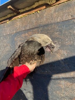 Ayam Cemani kohuti - 14