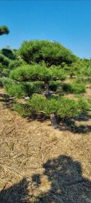 Záhradné bonsaje NIWAKI Pinus nigra - 14