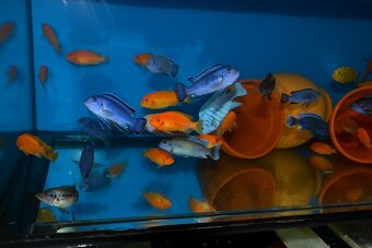 AFRICKÉ CICHLIDY dovoz 9.11 RK-BB - 14