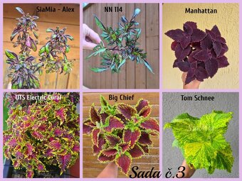 Koleus - africká žihľava (Coleus), semena, řízky - 14