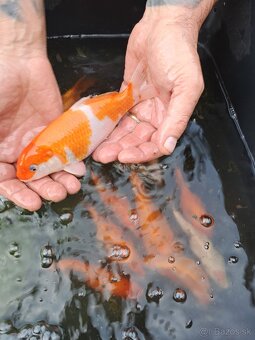 koi kapre - 14