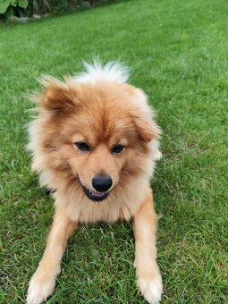 Pomeranian nemecký špic mix. - 14