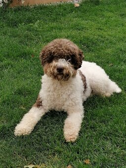 Lagotto romagnolo s PP (italský vodní pes) - 14