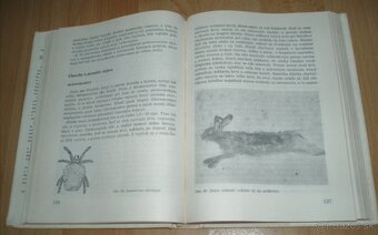 Zajac a králik - 14