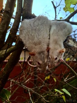 Predám potkanika Dumbo - 14