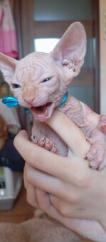 Kanadský sphynx - 14