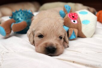Zlatý retriever/ Golden retriever - 14