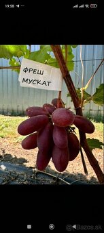 Predám sadenice viniča - 14