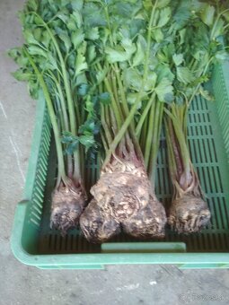 Domáca cibuľa , mrkva a petržlen - 14