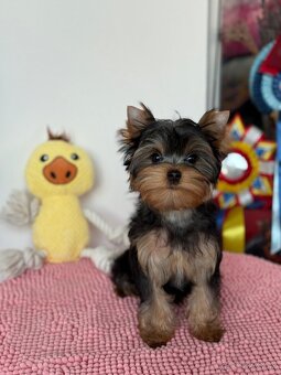 Yorkshire Terrier, Mini Yorkshire, yorki, jorksir - 14
